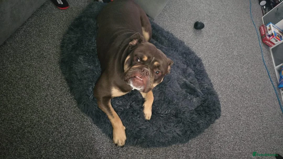 Olde English Bulldogge dogs for sale: Ralph needs a home ASAP - Advert 3