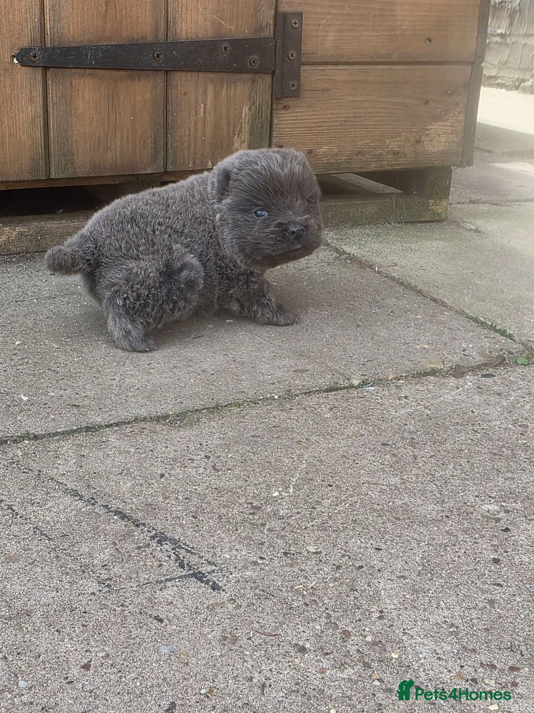 Chow Chow dogs for sale: KC REG CHOW CHOW PUPPIES - Advert 2