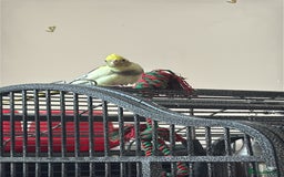 Cockatiels birds for sale: Cocatiels  - Image 2