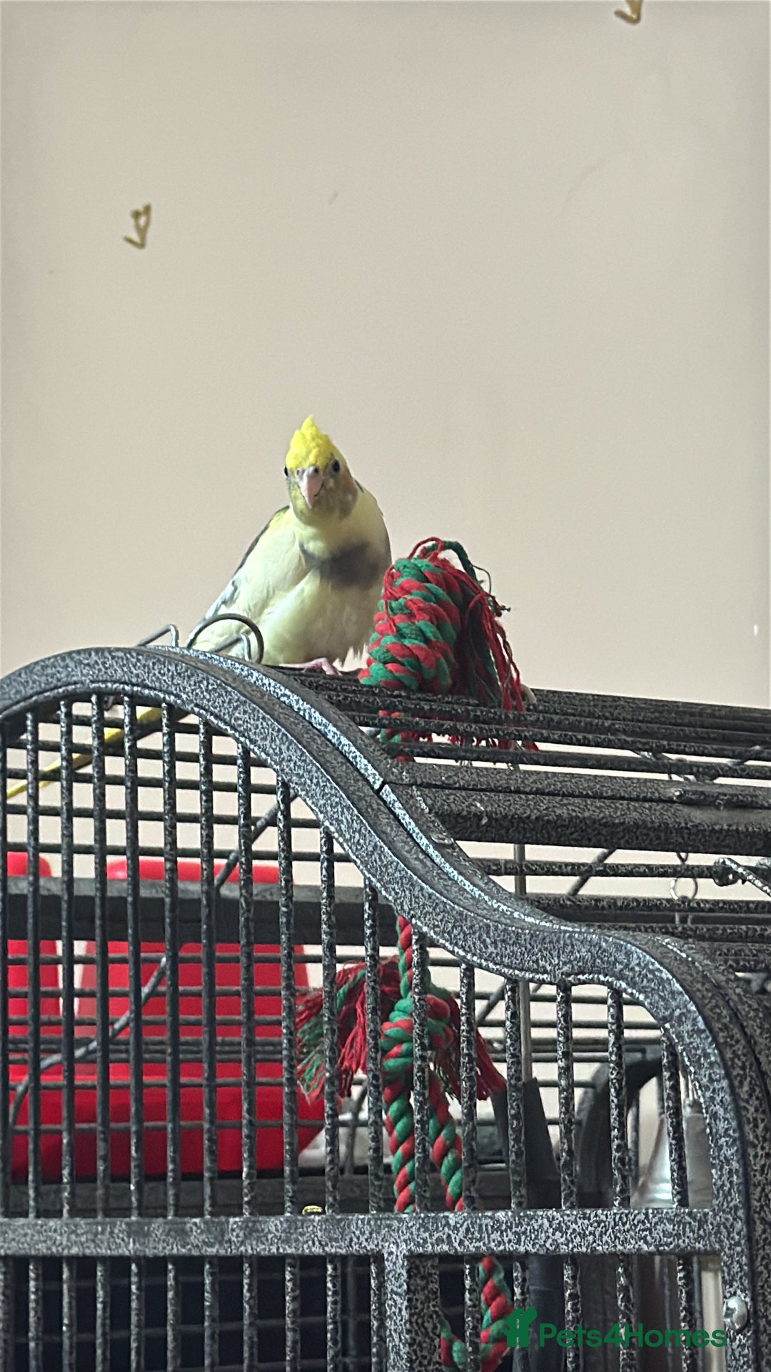 Cockatiels birds for sale: Cocatiels  - Image 2
