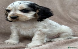 Cocker Spaniel dogs for sale: Show cocker spaniel puppies  - Image 6
