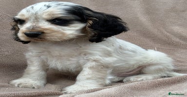 Cocker Spaniel dogs - Advert 1