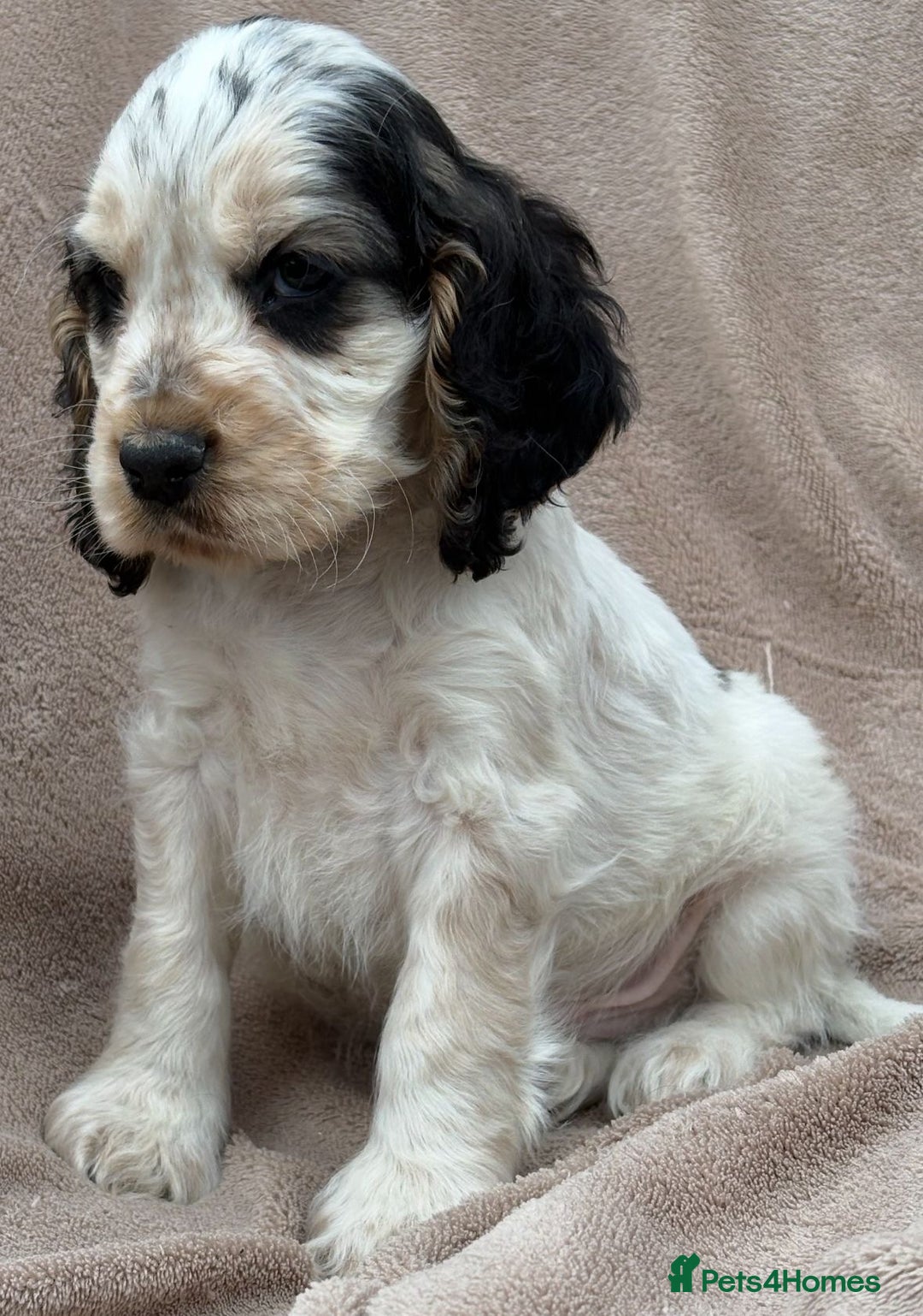 Cocker Spaniel dogs for sale: Show cocker spaniel puppies  - Image 6