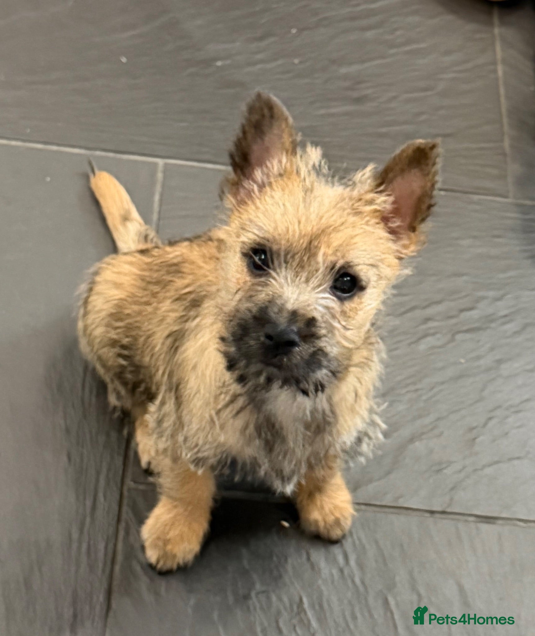 Cairn Terrier dogs Sweetest Little KC Reg Cairn Terrier Puppies.  - Advert 6