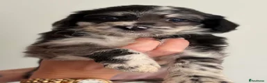 Cockapoo 8