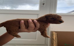Cavapoo dogs for sale: Fox RED Cavapoo Puppies - Image 20