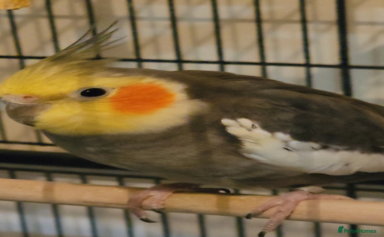 Cockatiels birds - Advert 10