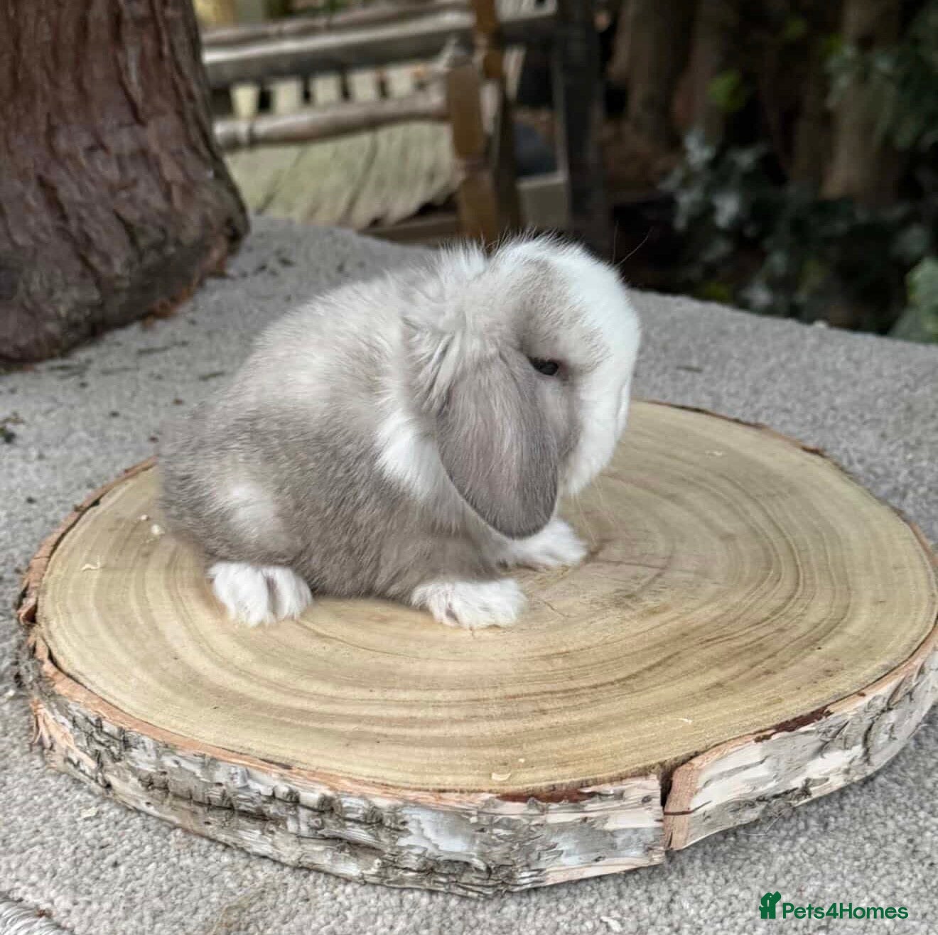 Mini Lop rabbits Baby mini lops available to reserve  - Advert 7
