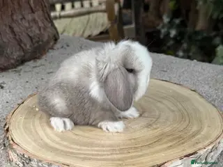 Mini Lop rabbits Baby mini lops available to reserve - Advert 6