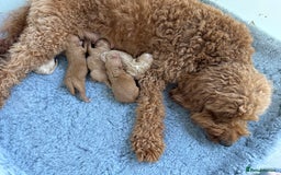 Mixed Breed dogs for sale: Health Tested miniature Goldendoodles  - Image 3