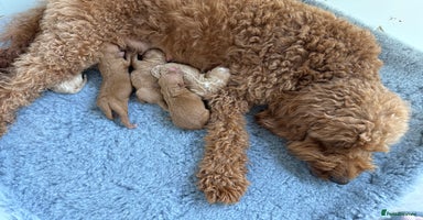 Mixed Breed dogs - Advert 2