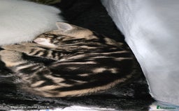 Bengal cats for sale: Bengal .. British short-hair cross - Image 5