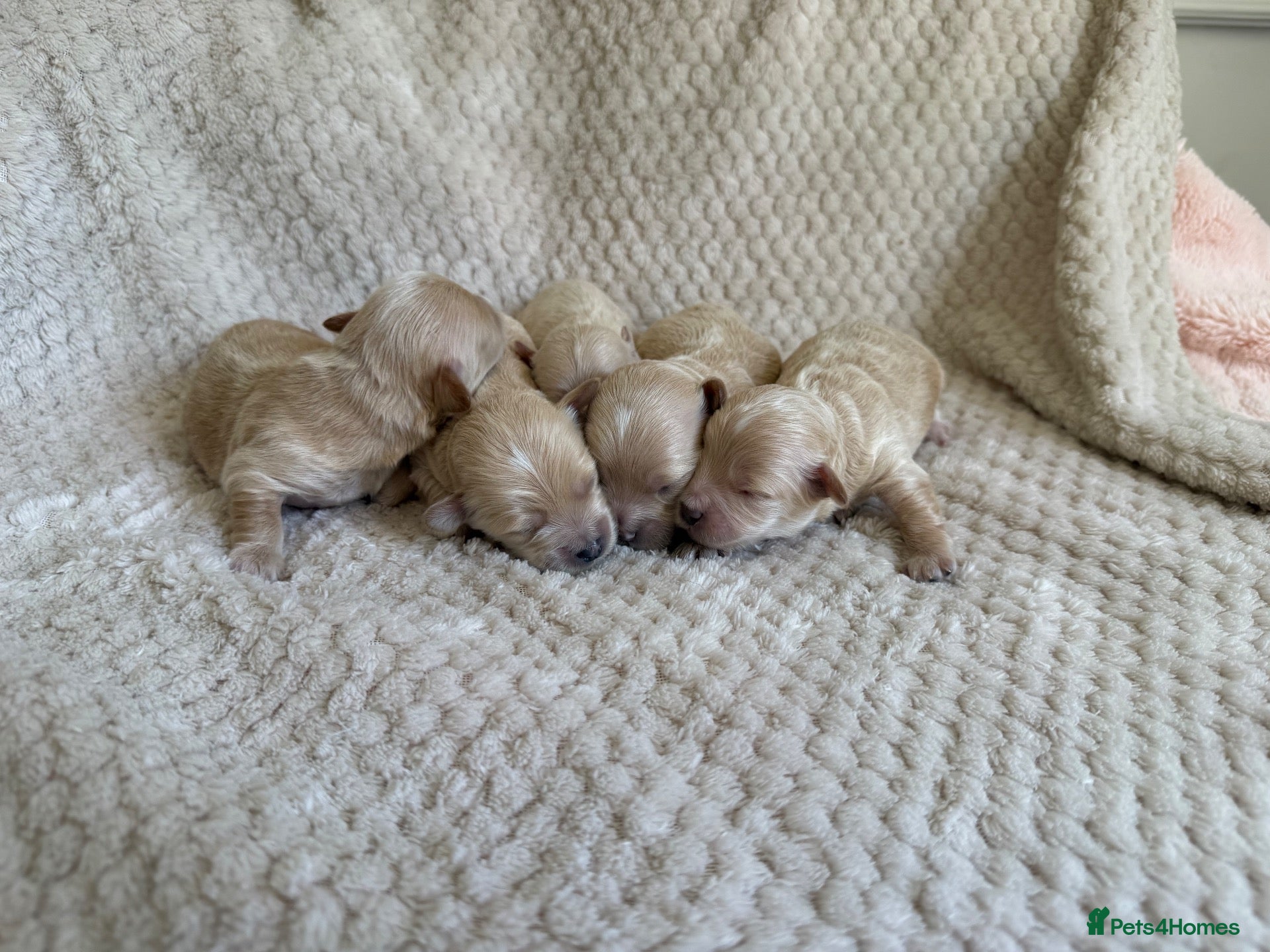 Maltipoo dogs F1 Maltipoo Puppies - Advert 2