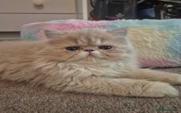 Persian cats for sale: 🩵Amazing persian boy 🩵 - Image 1