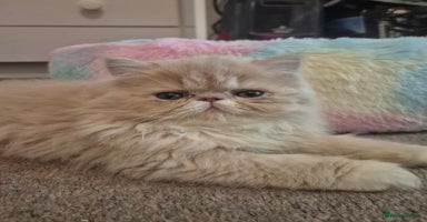 Persian cats - Advert 3