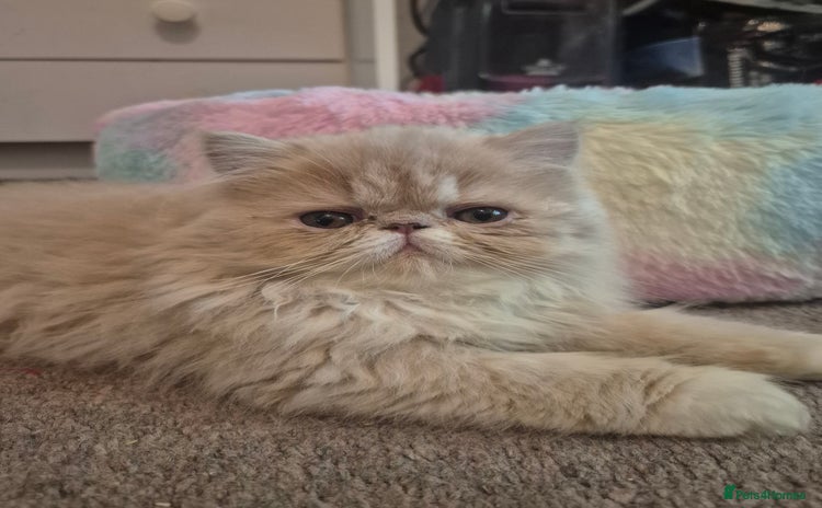 Persian cats - Advert 2