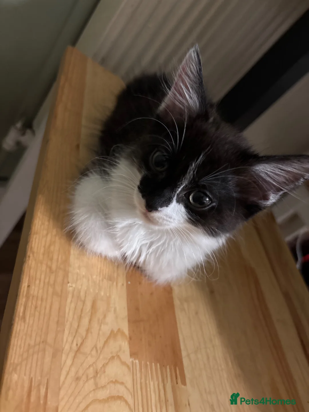 Mixed Breed cats for sale: half maine coon fluffy kittens🫶🏼 in Doncaster - Advert 1