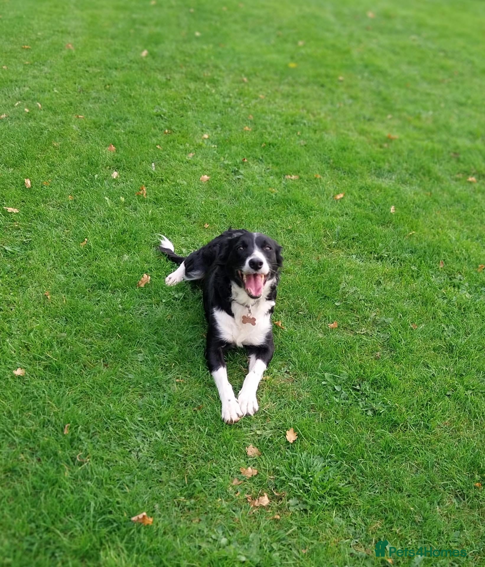 Border Collie dogs Beautiful border collie puppies - Advert 1