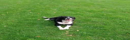 Border Collie dogs for sale: Beautiful border collie puppies - Advert 1