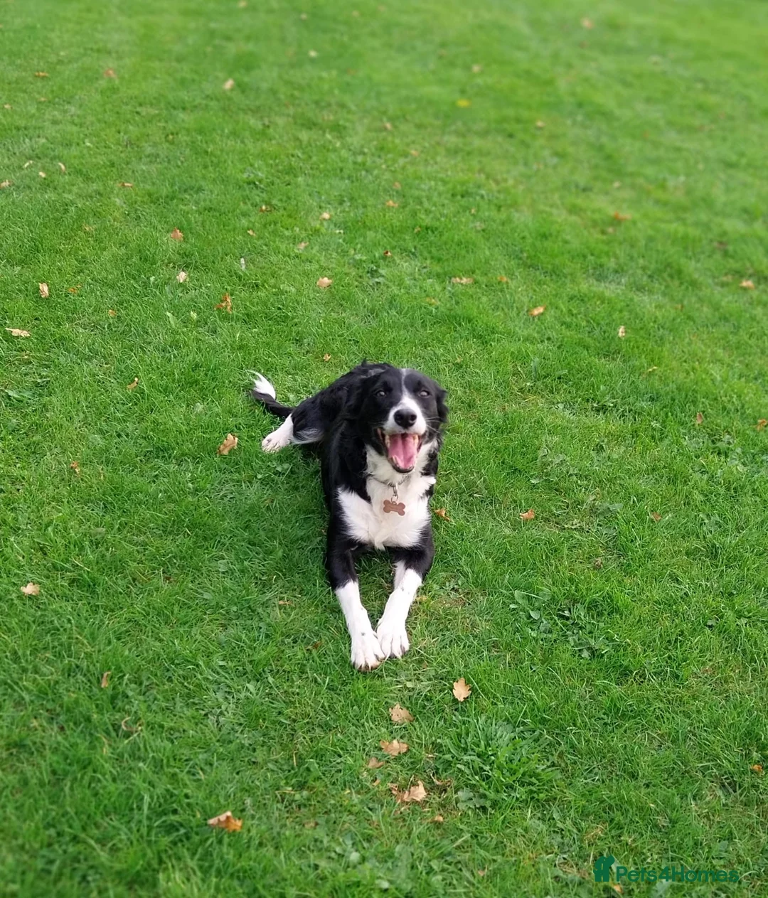 Border Collie dogs for sale: Beautiful border collie puppies - Advert 1