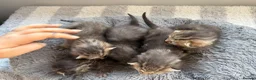 Mixed Breed cats for sale: Beautiful tabby kittens - Advert 3