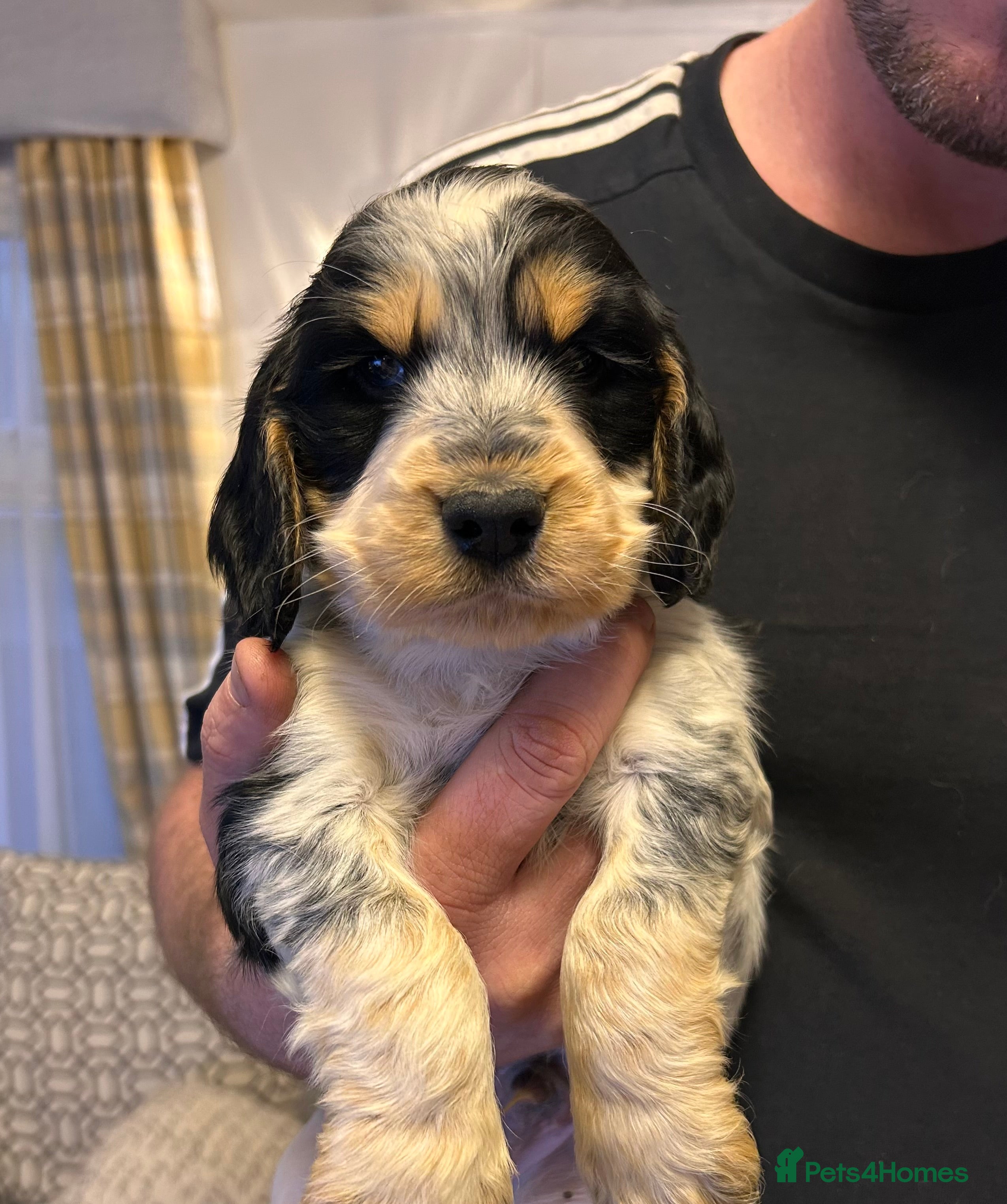 Cocker Spaniel dogs Cocker spaniel puppys for sale! - Advert 5
