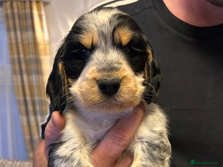 Cocker Spaniel dogs Cocker spaniel puppys for sale! - Advert 4