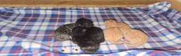 Domestic Shorthair cats for sale: beautifull 5 kittens ready to go 19th of May - Advert 6