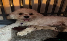 Mixed Breed dogs for sale: Beautiful Miniature Cockapoo - Image 2