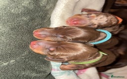 Miniature Dachshund dogs for sale: Miniature dachshund pups for sale 2 boys 1 girl  - Image 37