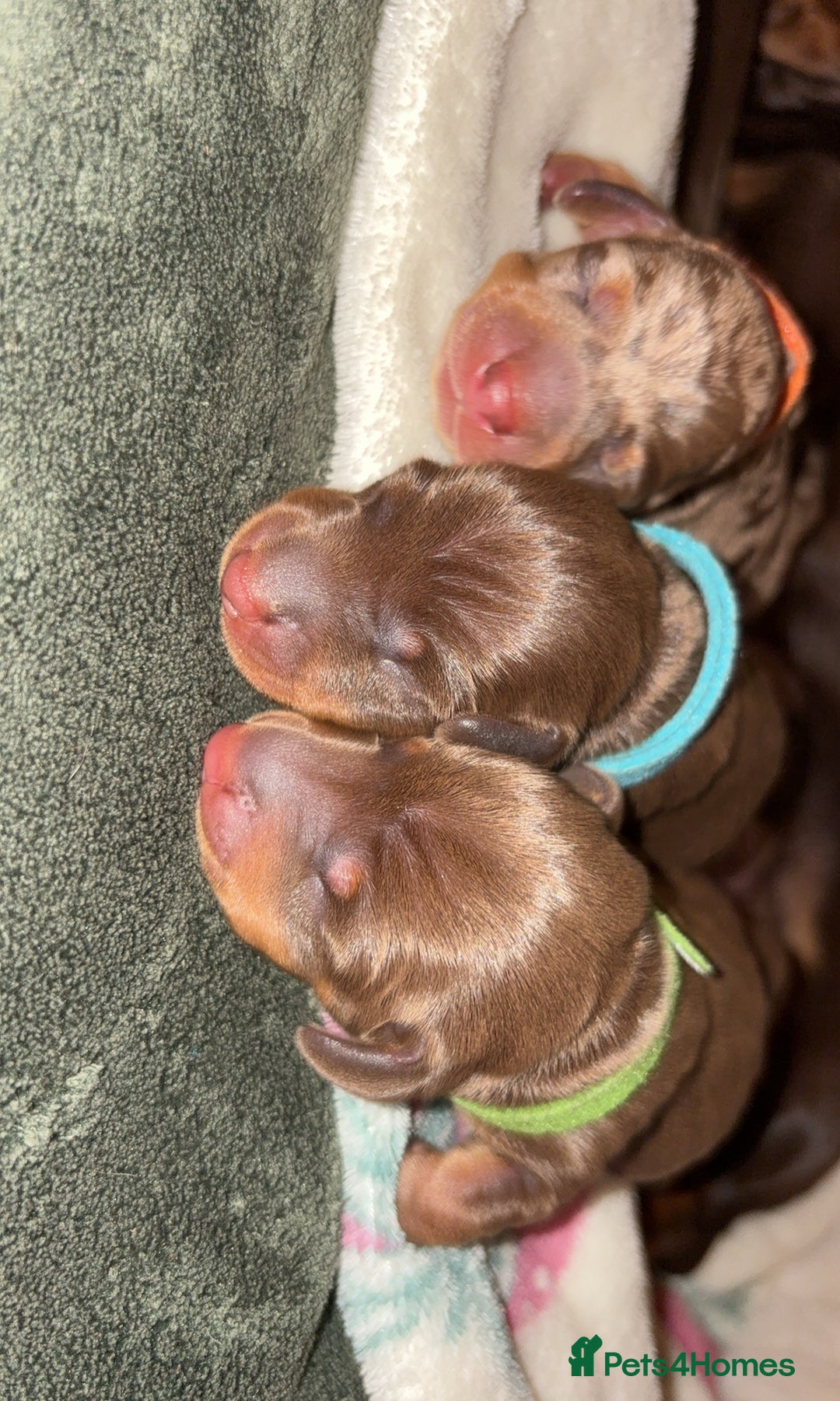 Miniature Dachshund dogs for sale: Miniature dachshund pups for sale 2 boys 1 girl  - Image 37