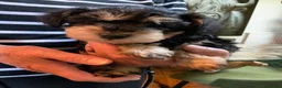 Schnoodle dogs for sale: Happy confident Schnoodle puppies  - Advert 34