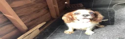 Cavalier King Charles Spaniel dogs for sale: King Charles cavalier  - Advert 2