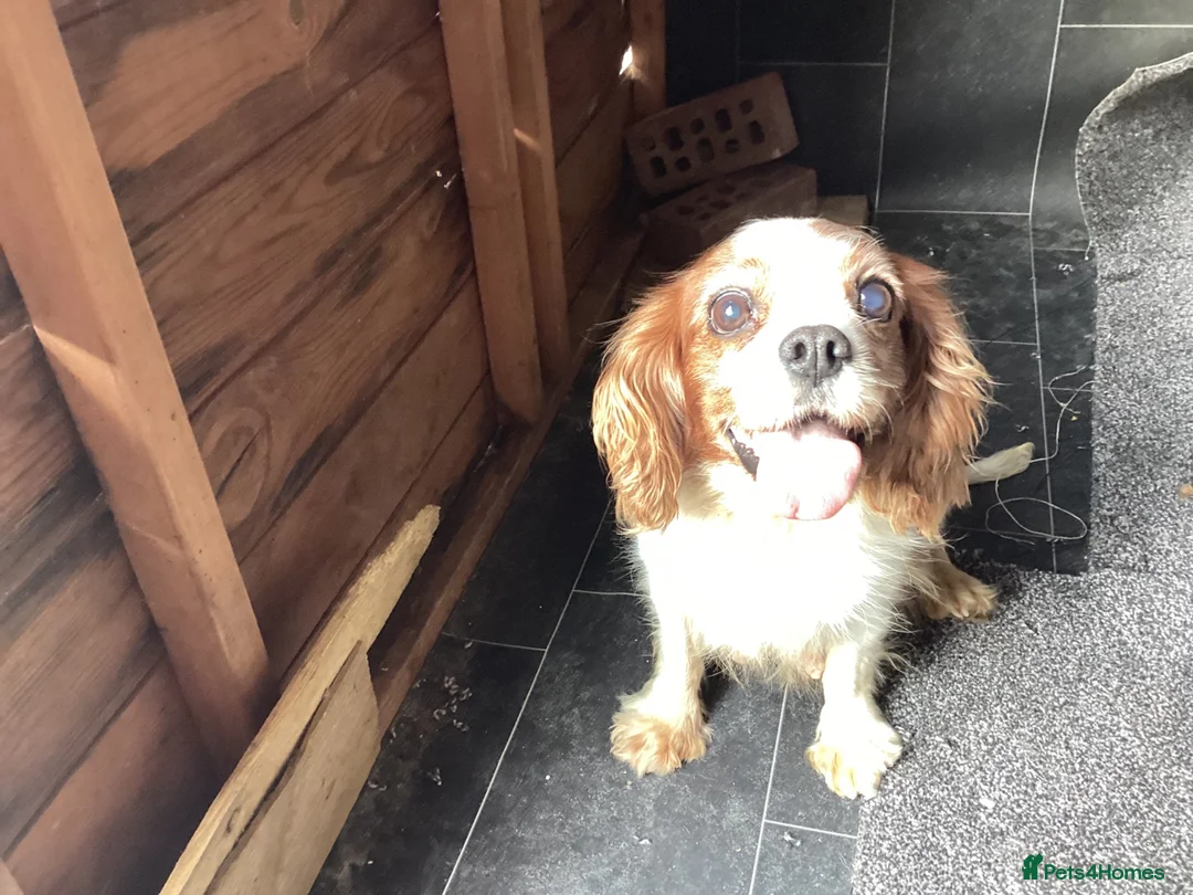Cavalier King Charles Spaniel dogs for sale: King Charles cavalier  - Advert 2