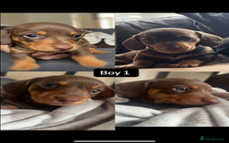 Miniature Dachshund dogs for sale: Miniature daschund  - Image 7