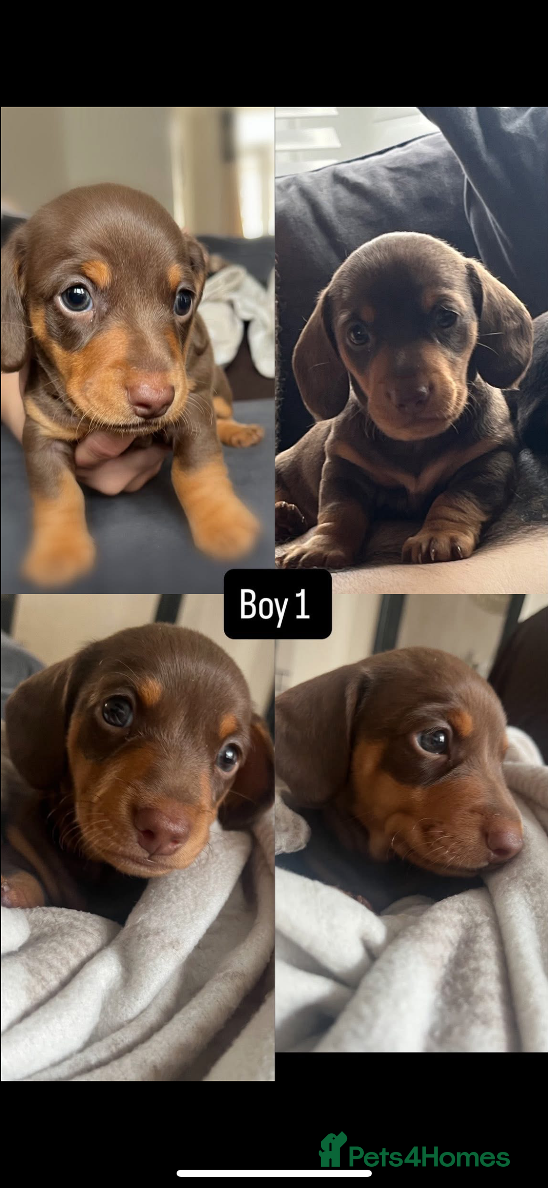 Miniature Dachshund dogs for sale: Miniature daschund  - Image 7