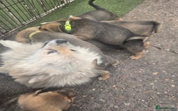 Mixed Breed dogs for sale: mixed breed 4 boys and 2 girls - Image 31