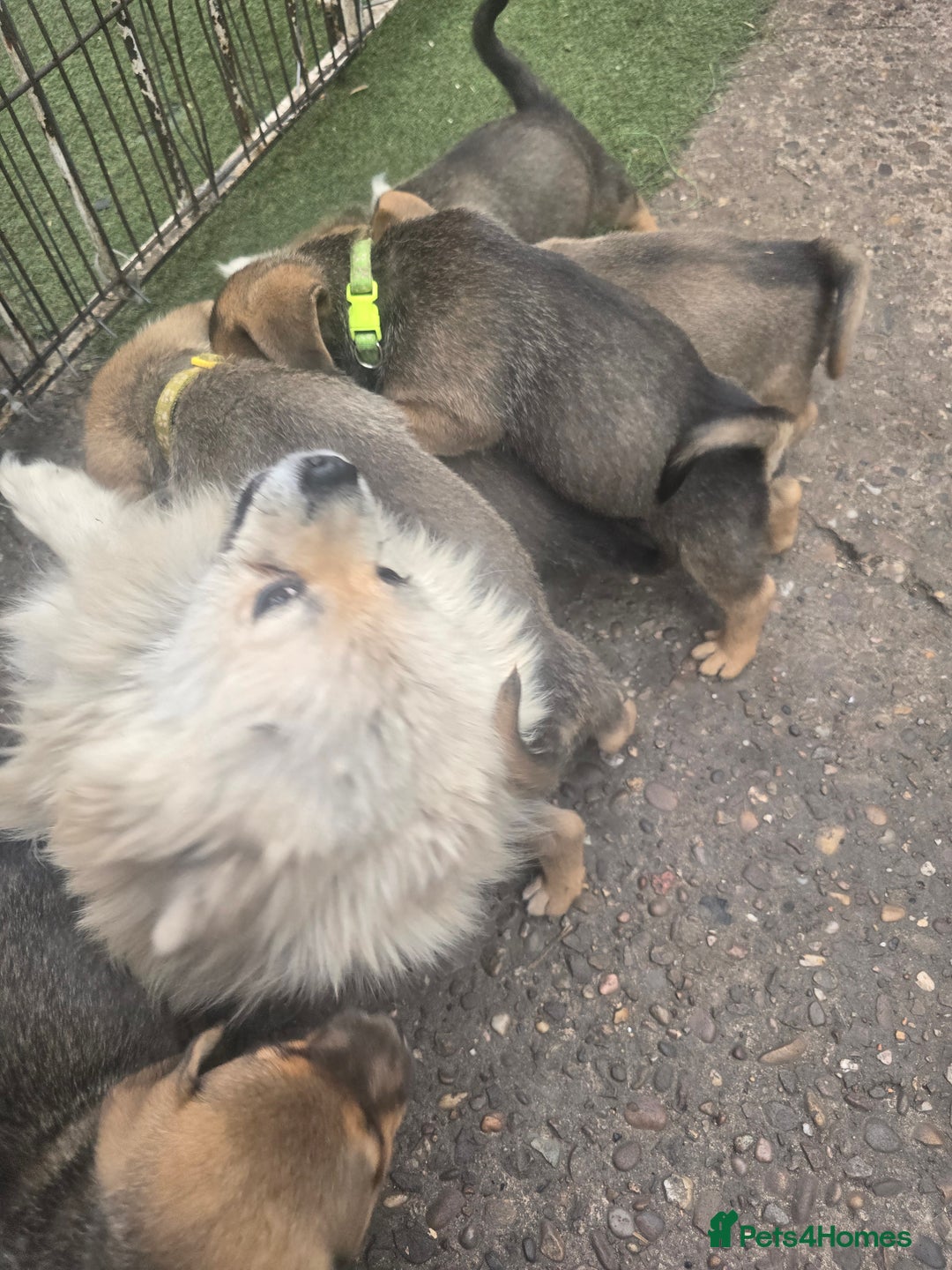 Mixed Breed dogs for sale: mixed breed 4 boys and 2 girls - Image 31