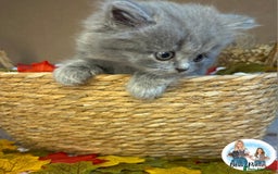 British Shorthair cats for sale: 3 British short hair / long hair kittens  - Image 17