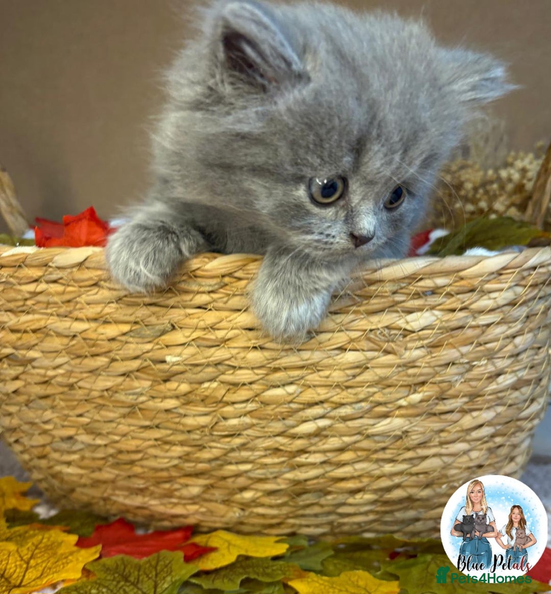 British Shorthair cats for sale: 3 British short hair / long hair kittens  - Image 17