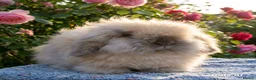 Angora rabbits for sale:  Super fluffy baby teddywidders  - Advert 18
