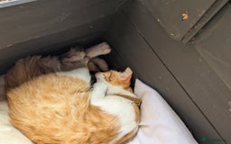 Bengal cats for sale: Bengal / Norwegian Forest Kittens Boy & Girl!  - Image 9