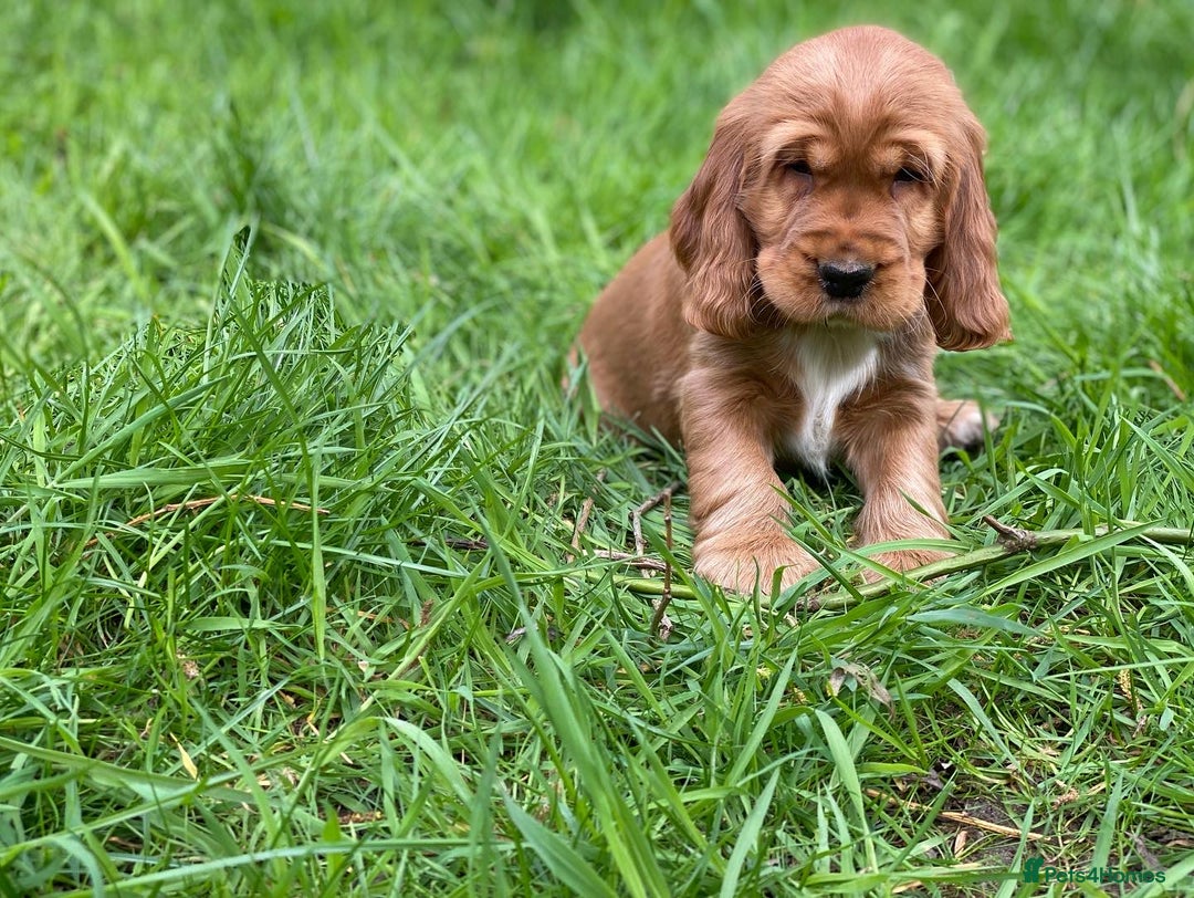 Cocker Spaniel dogs for stud: 100% SHOW TYPE, KC REGISTERED, 100% SUCCESS RATE in Crewe - Image 16