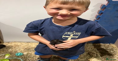 Guinea Pig rodents 6 week old+ guinea pig boars home reared - Advert 7