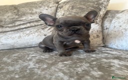 French Bulldog dogs for sale: REDUCED & READY TO LEAVE 1BOY LEFT French bulldog - Image 8