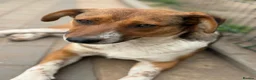 Mixed Breed dogs for adoption: Pretty Luna looking for love - Advert 10