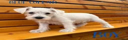 Miniature Schnauzer dogs for sale: Beautiful KC Miniature Schnauzers  - Advert 10