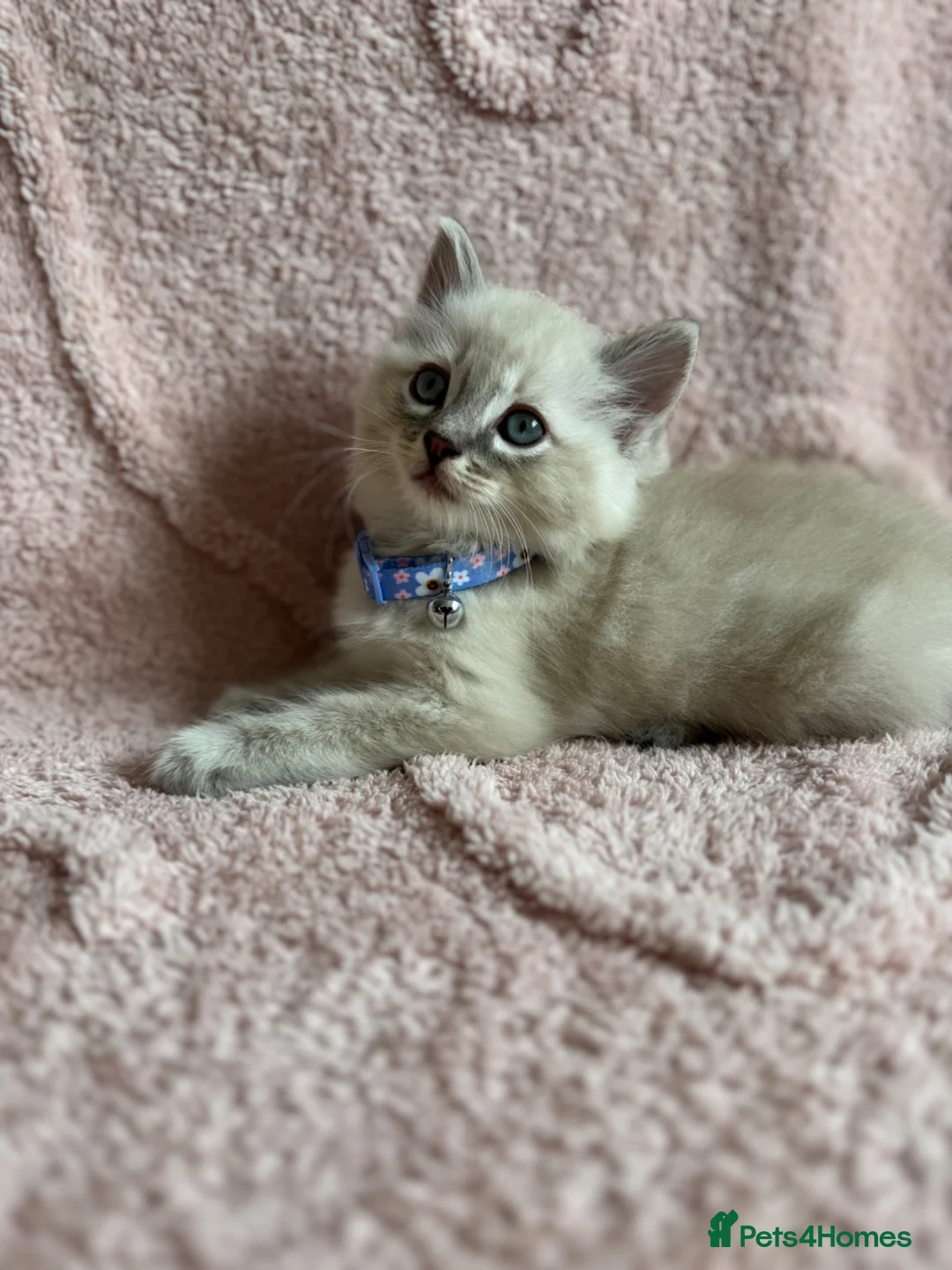 Ragdoll cats for sale: Cat / Kittens Ragdoll in Leeds - Advert 11