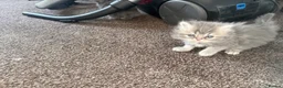 Persian cats for sale: Blue Persian kittens - Advert 3