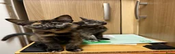 Mixed Breed cats for sale: 5 lovely kittens 🐾 - Advert 24